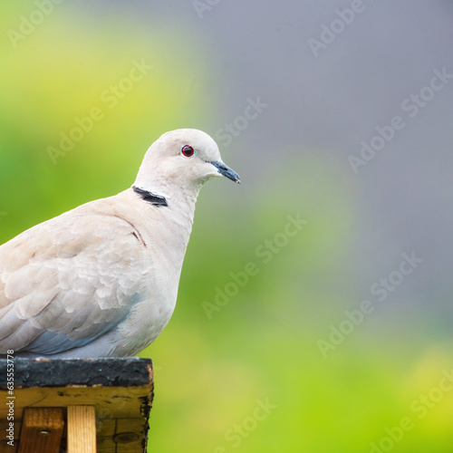 Dove perching on a bird feeder © Ewald Fröch