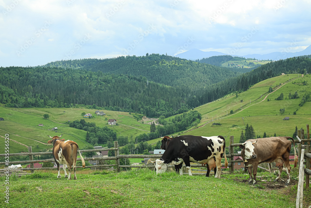 Cows grazing on mountain meadow in Carpathians, Ukraine Cows grazing on mountain meadow in Carpathians, Ukraine