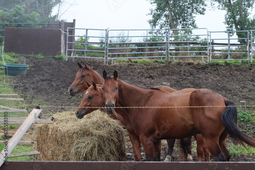 Trois  chevaux