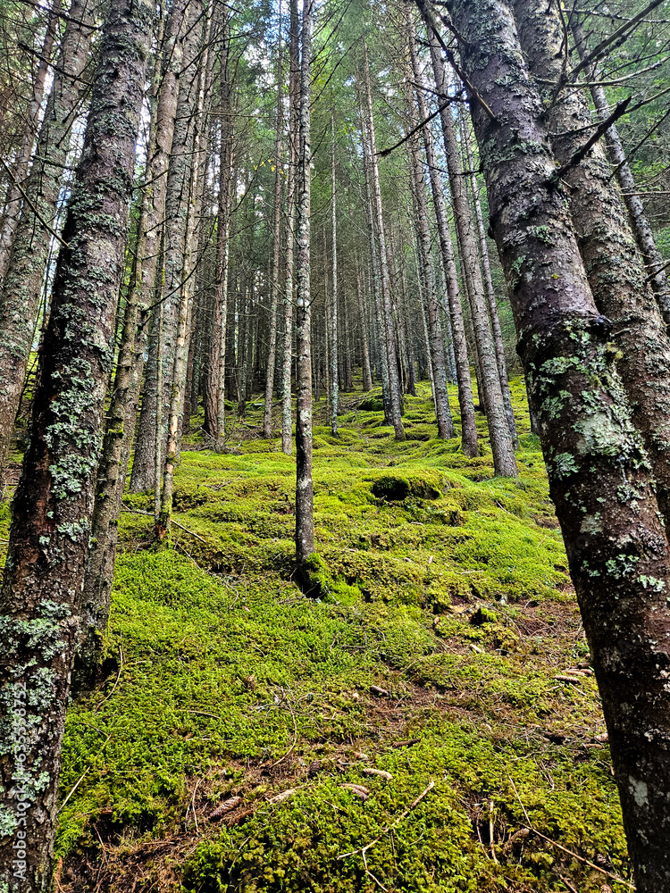 Naklejka premium Green moss forest background on upward sloping hill