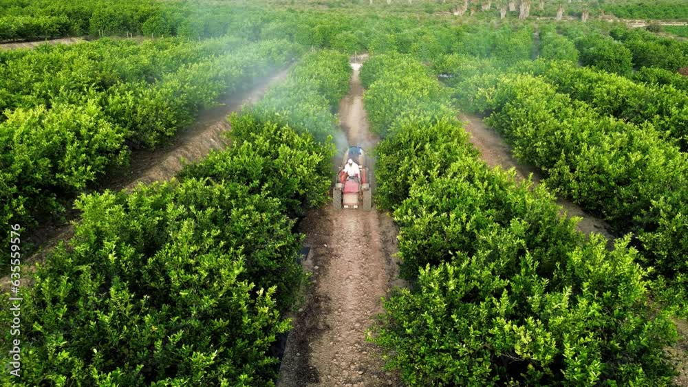 Anonymous farmer driving tractor spraying pesticide on lemon trees