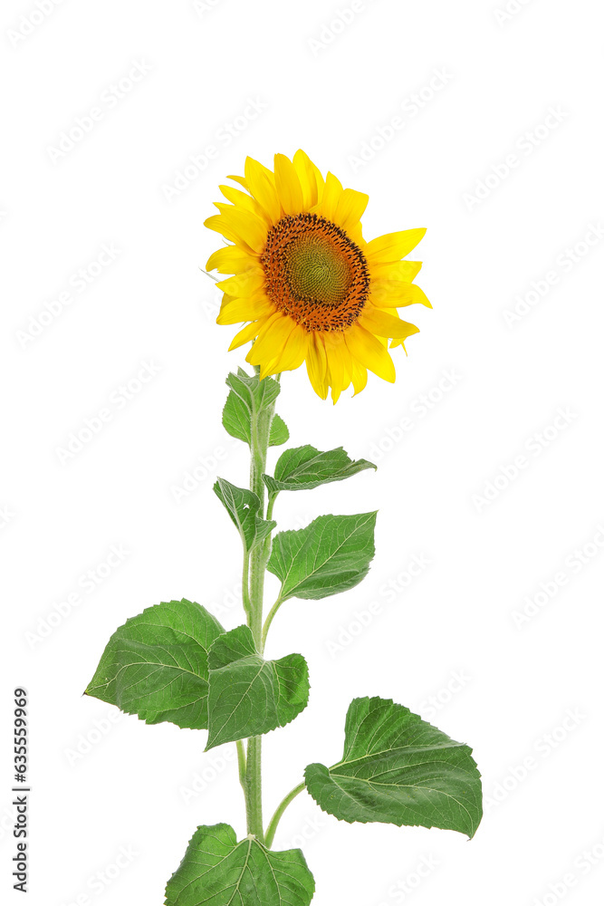 Fototapeta premium Beautiful sunflower and leaves on white background
