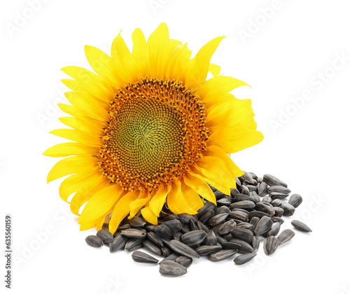 Beautiful sunflower and seeds on white background