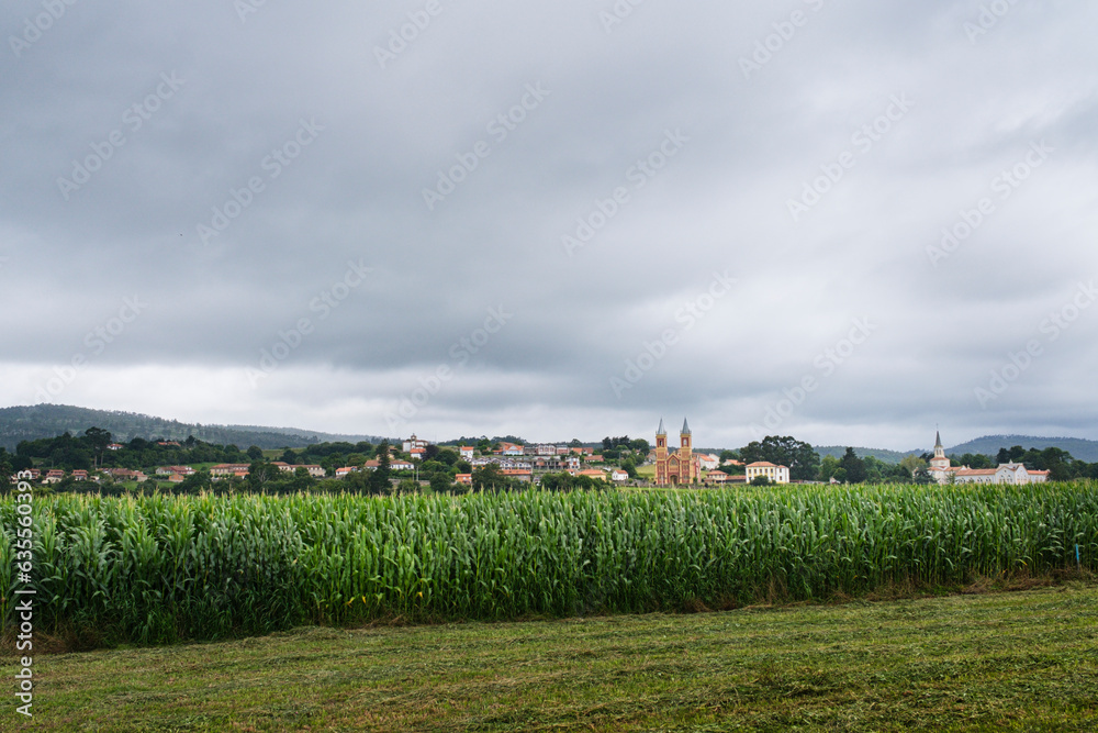 View of a corn plantation with the Cantabrian village of Novales in the background with its neo-Gothic church of San Pedro.
