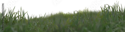 Green grass landscape isolated on white background 