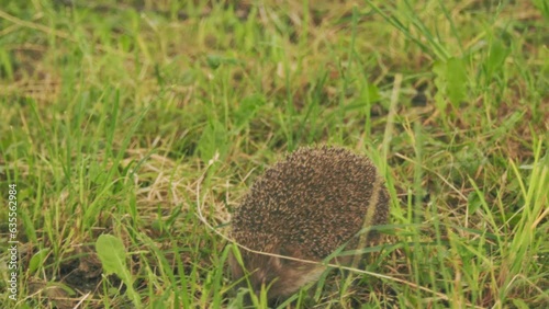 hedgehog walking on the grass close-up photo