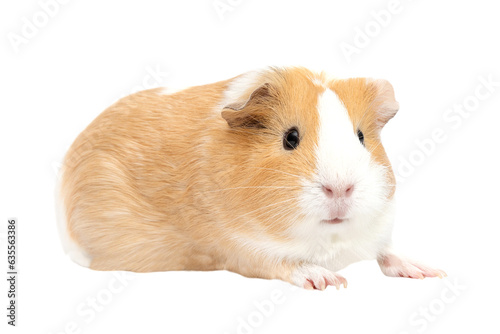 Guinea pig isolated on a white background