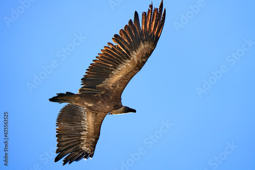 flying Griffon vulture in the Montfrague National Park, Extremadura, Spain photo