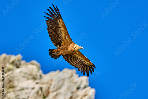 flying Griffon vulture in the Montfrague National Park, Extremadura, Spain photo