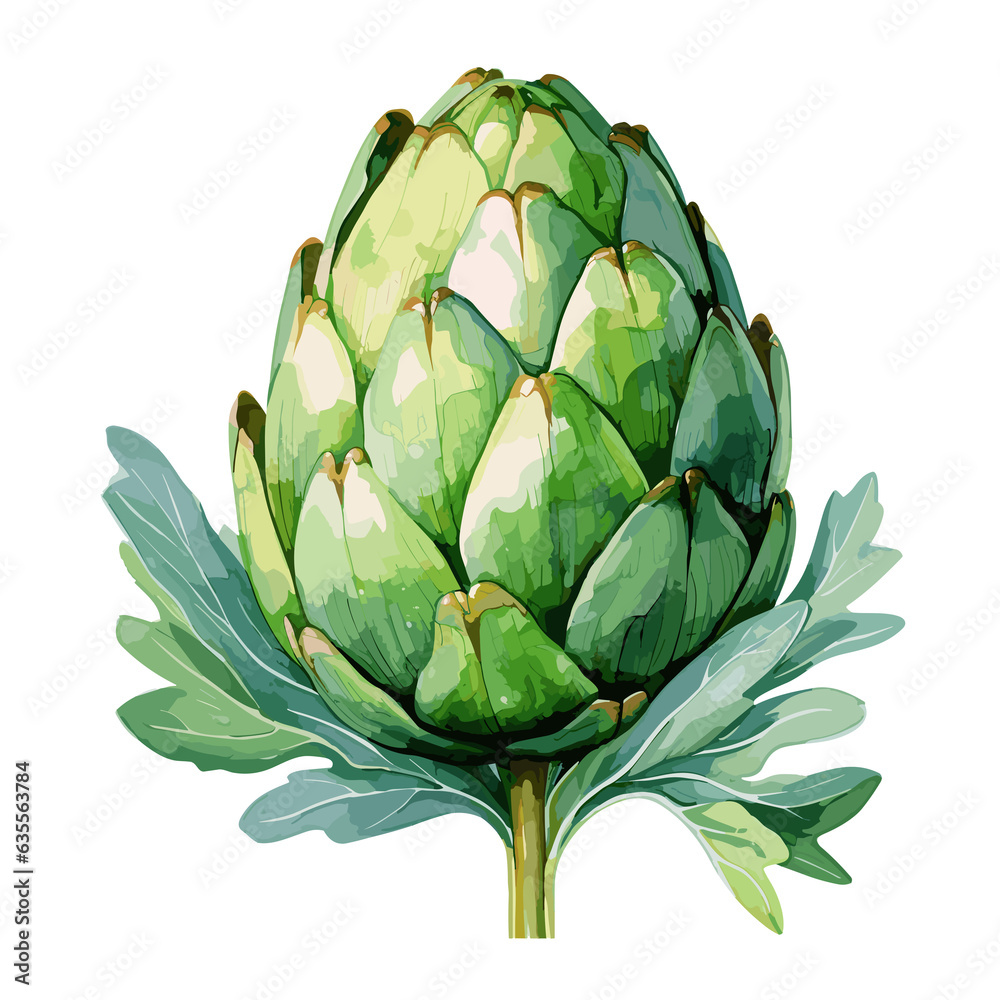 Obraz premium Artichoke watercolor vector illustration, Vegetable isolated on transparent background