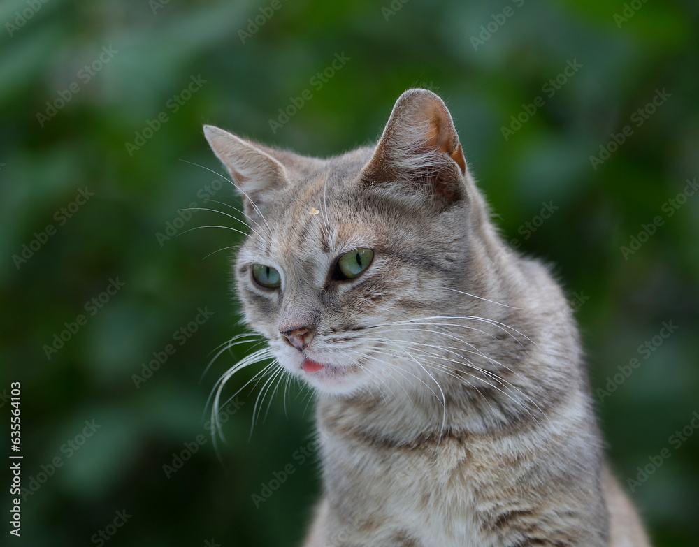 Portrait of a green-eyed light gray cat with a protruding tongue