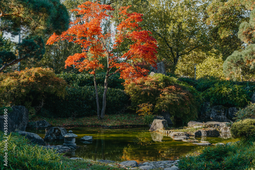 Obraz premium Beautiful calm scene in spring Japanese garden. Japan autumn image. Beautiful Japanese garden with a pond and red leaves. Pond in a Japanese garden.
