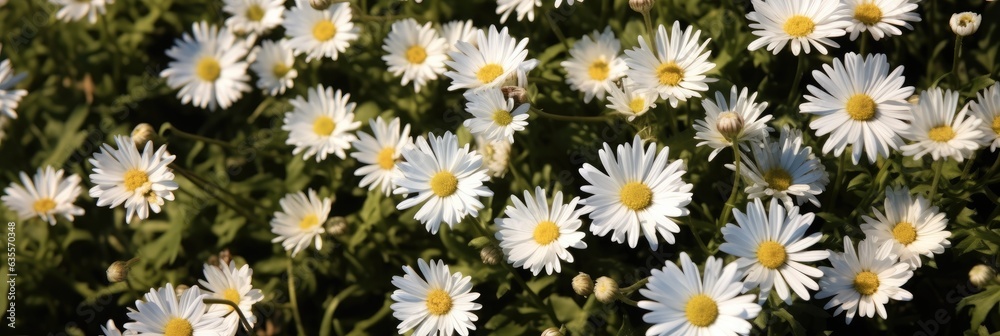 Wallpaper seamless background of field of daisies in spring, Postcards or wallpaper, Banner. Wallpaper seamless background of field of daisies in spring, Postcards or wallpaper, Banner.