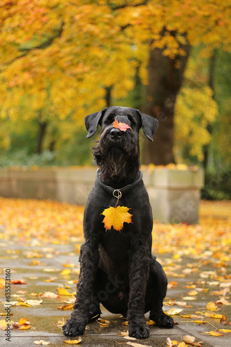 Giant Schnauzer dog in autumn park of Prague 