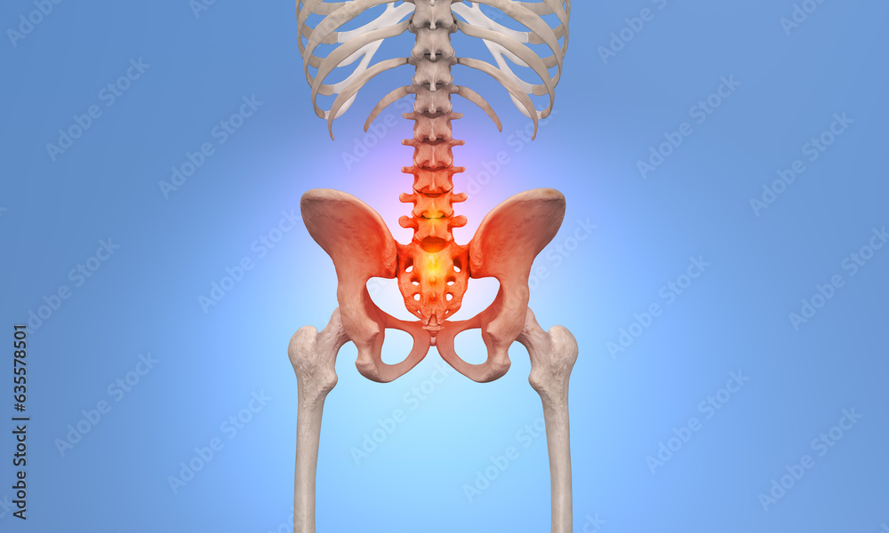 Sacrum pain on skeleton with blue background Stock Illustration | Adobe ...