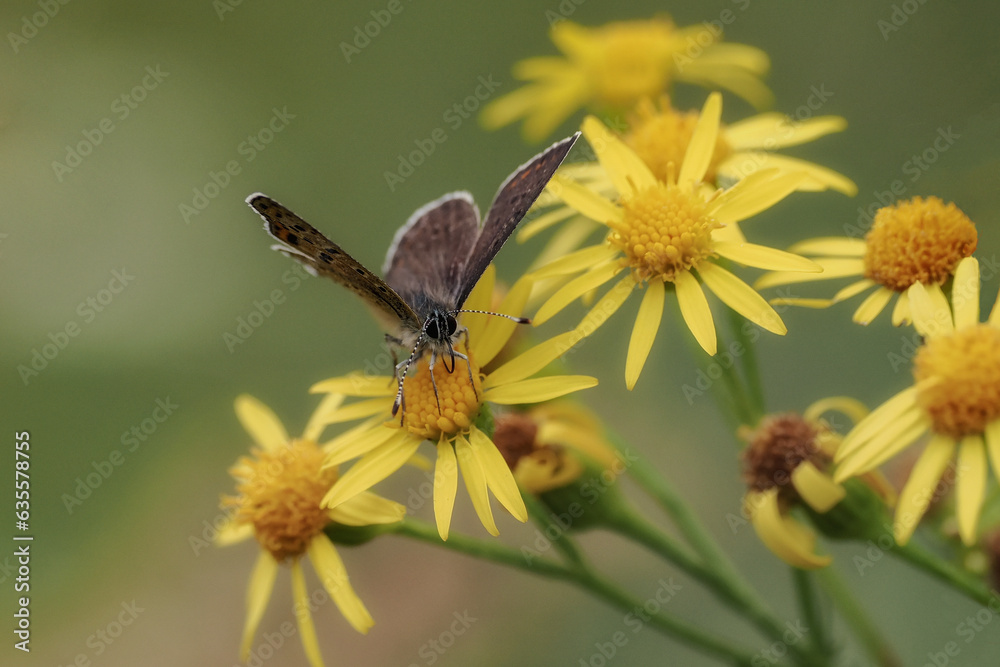 Butterfly (Lycaena tityrus) - a species of butterfly from the Lycaenidae family (Lycaenidae) close-up photography Butterfly (Lycaena tityrus) - a species of butterfly from the Lycaenidae family (Lycaenidae) close-up photography