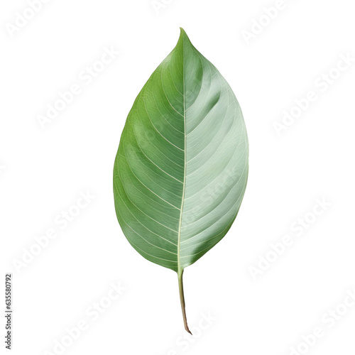 Green leaf against transparent background