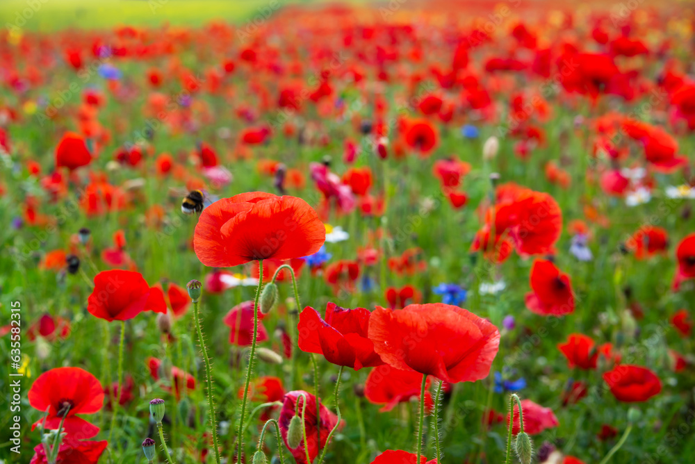 Fototapeta premium Red poppy flowers blooming on summer meadow in mountains