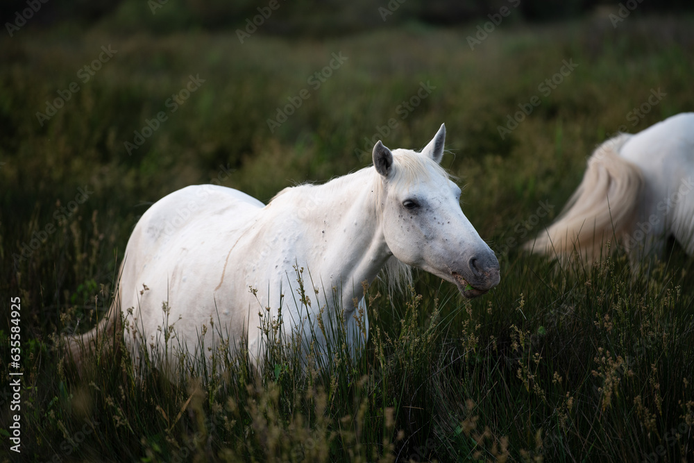 Obraz premium Camargue Horse, Adult and foal eating Grass through Swamp, Saintes Marie de la Mer in Camargue, in the South of France, High quality photo