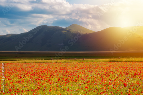 Wild flowers in a summer meadow in mountain valley