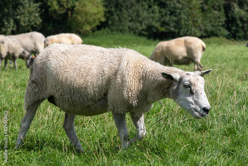 Sheep grazing near Avebury