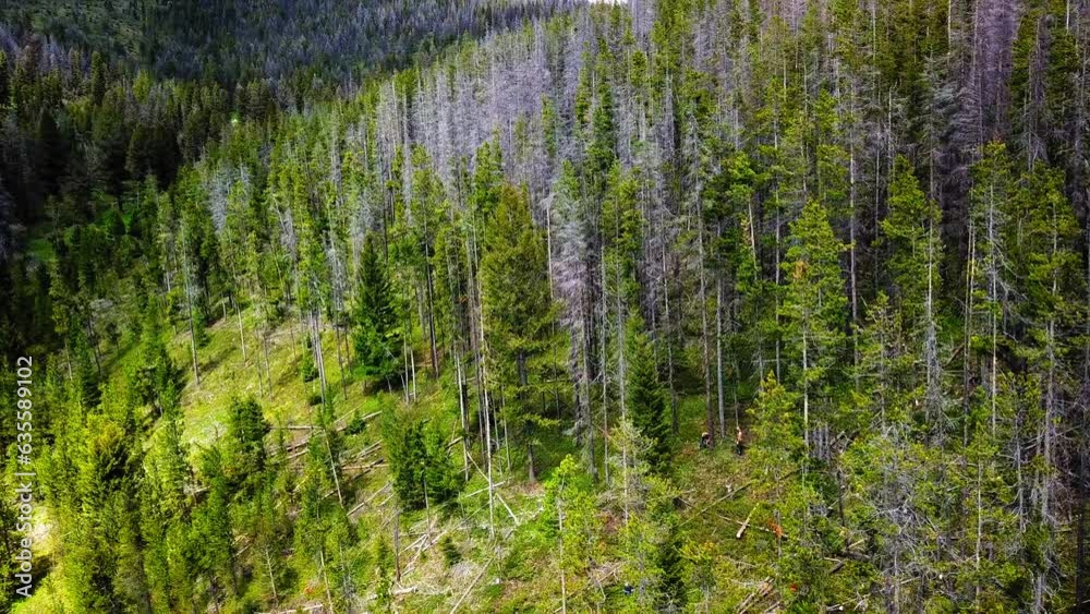 Aerial Panning Shot Of Lumberjacks Amidst Trees In Forest, Drone Flying Over Jungle - Billings, Montana Aerial Panning Shot Of Lumberjacks Amidst Trees In Forest, Drone Flying Over Jungle - Billings, Montana