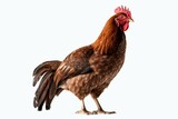 A solo Rhode Island Red hen sitting alone against a white background. Generative AI