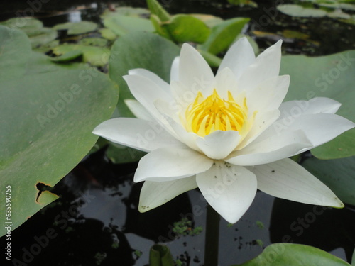 Lotus flowers 