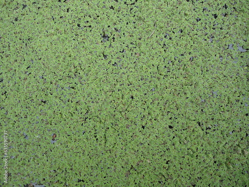 Lentilles d'eau 