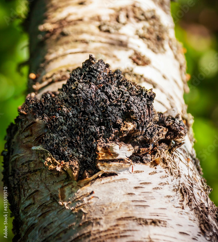 Medicinal mushroom chaga or inonotus, forming growths and parasitizing on the trunk of birch tree.