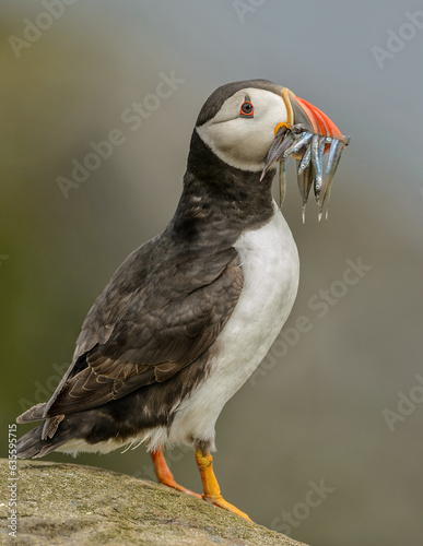 Puffin with sand eels © Andy