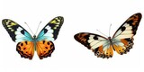 Set two beautiful colorful bright  multicolored tropical butterflies with wings spread and in flight isolated on white background, close-up macro, Generative AI