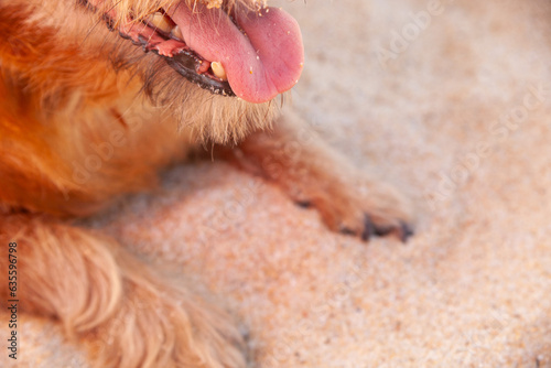Fototapeta Naklejka Na Ścianę i Meble -  Joyful old dog basking on the beach, relishing the sands of time. A heartwarming moment of pure canine bliss.