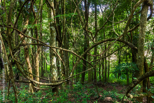 branches and twisted vines in the atlantic forest in brazil