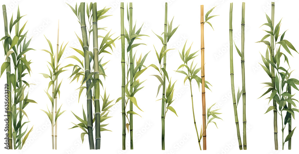 Array of bamboo in different sizes and shapes.  Watercolor style design cutouts with transparency available.  - obrazy, fototapety, plakaty 