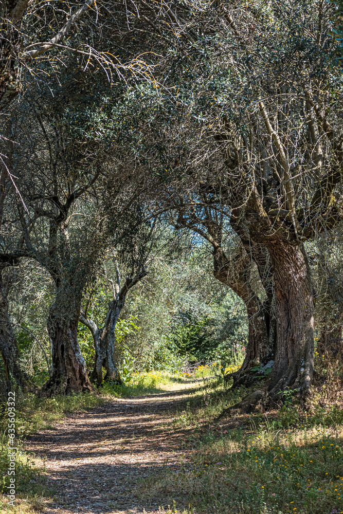 Obraz premium Olivenbäume