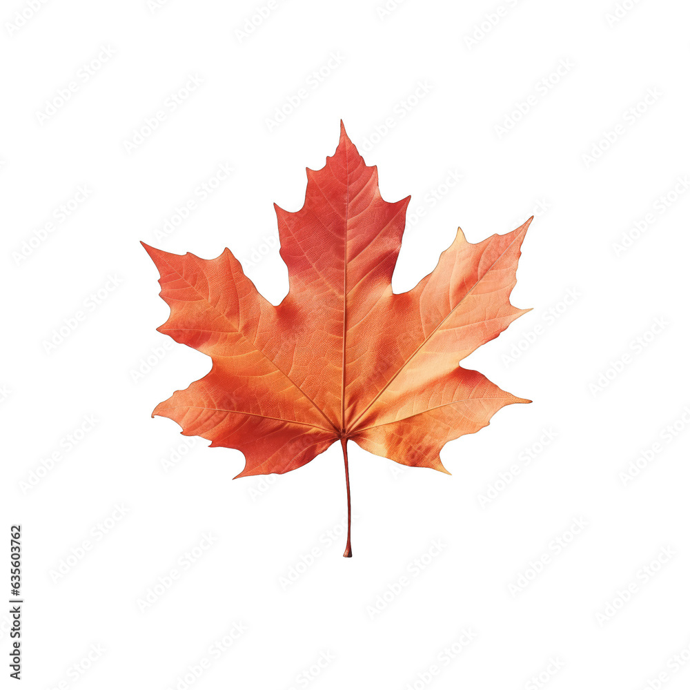 Isolated autumn leaf in orange and red on transparent background Isolated autumn leaf in orange and red on transparent background