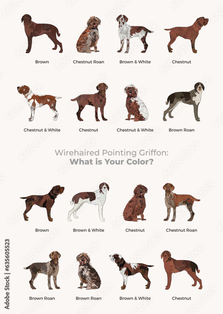 Wirehaired Pointing Griffon dogs set in different poses.Brown, Chestnut, Roan color. All popular dog colors, characters in various poses, illustrations design projects. Cartoon vector set. Dog Drawing