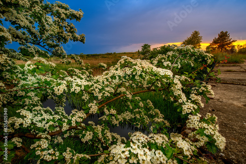 lowland landscape with flowers © LoveNature<3