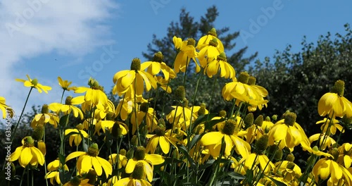 (Rudbeckia nitida) Cutleaf coneflowers or goldenglows flowers 'Autumn sun' with yellowish-green disc flowers surrounded by yellow cup-shaped rays on long bare stems swaying in the wind under a blue sk photo