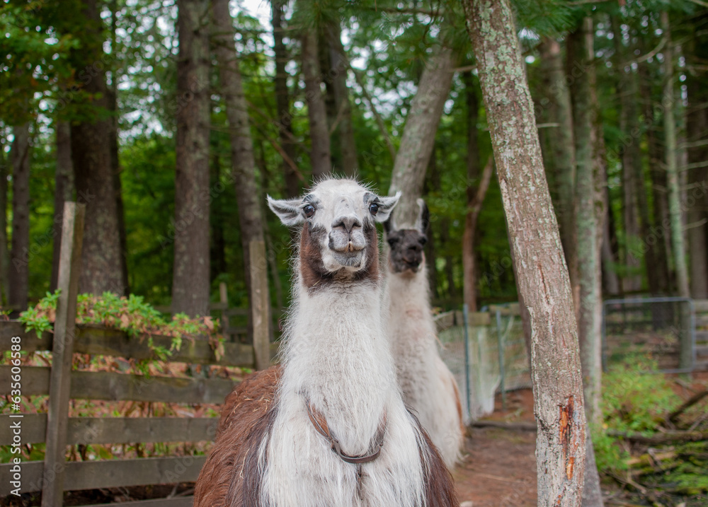 Obraz premium Llamas in the Woods