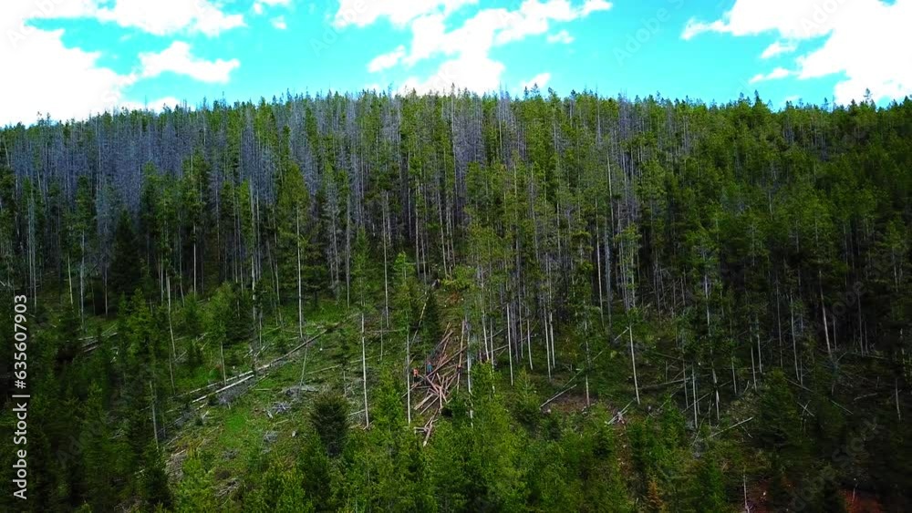 Aerial Shot Of Lumberjacks With Logs Amidst Trees In Jungle, Drone Flying Forward Over Green Forest Against Sky - Billings, Montana Aerial Shot Of Lumberjacks With Logs Amidst Trees In Jungle, Drone Flying Forward Over Green Forest Against Sky - Billings, Montana