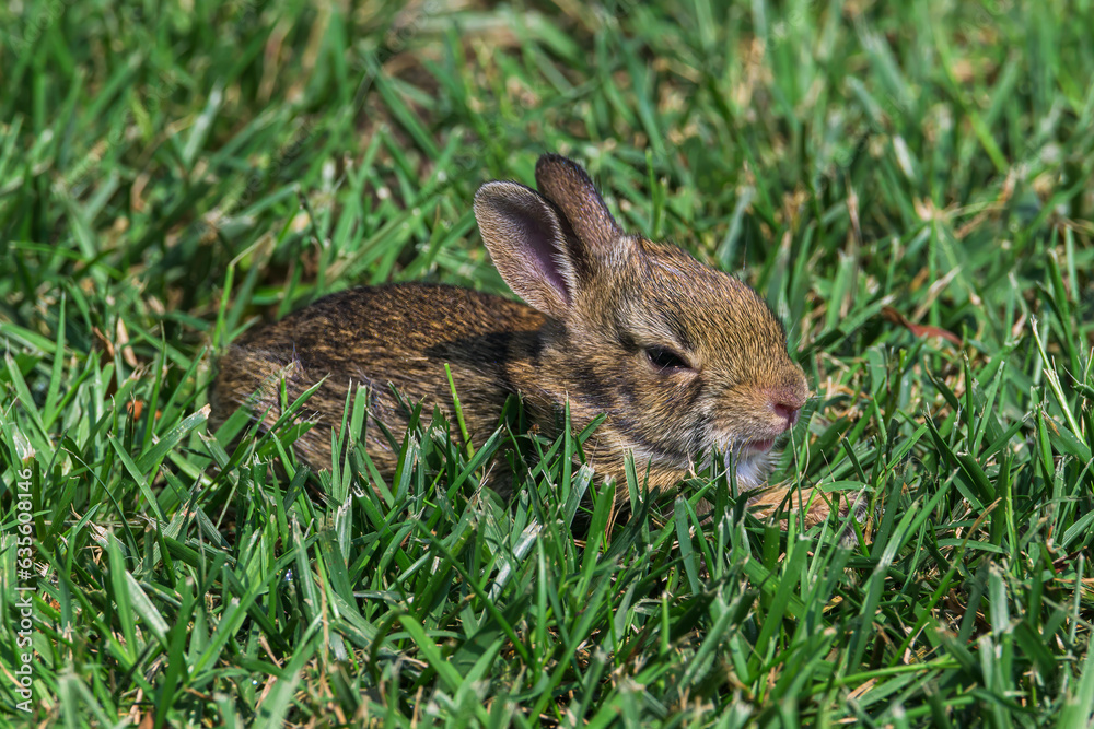 Fototapeta premium Bunny sitting in the grass