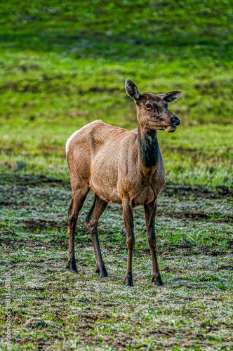 Elk standing in the field