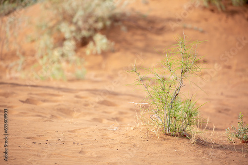 Canvas Print The plant sprouted on the sand in the desert