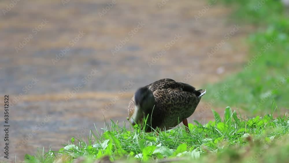 un canard colvert sur le gazon