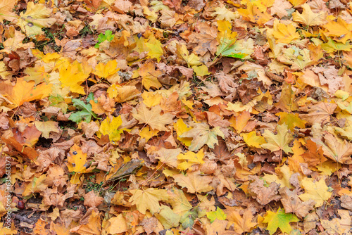 Background of the autumn maple leaves