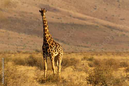 Jirafa "Giraffa Camelopardalis" en el sur de Namibia. © Cristian