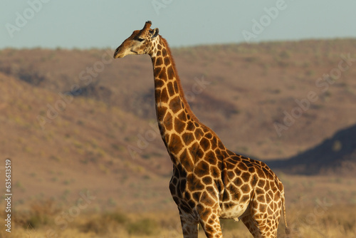 Jirafa "Giraffa Camelopardalis" en el sur de Namibia.