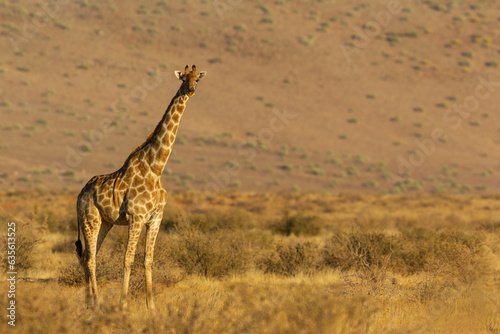Jirafa  Giraffa Camelopardalis  en el sur de Namibia.